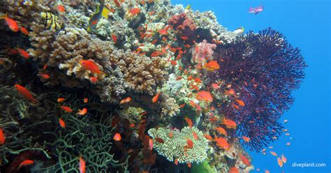 Savusavu Scuba Diving Resorts & Liveaboards | Diving Fiji