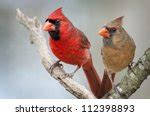 Northern Cardinal Free Stock Photo - Public Domain Pictures