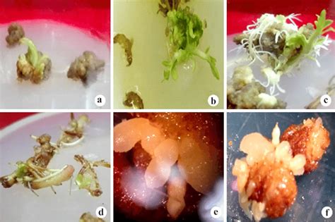 A F Plant Regeneration And Somatic Embryo Formation From Root Segment