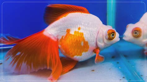 Discovering the World’s Largest Goldfish: World Record Goldfish ...