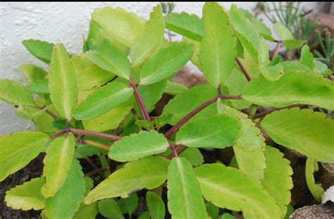 Buy Alism Amarpoi Air Bryophyllum Pinnatum Patharchatta Fresh Leaves