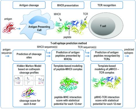 Overview Of The Steps Of Antigen Processing That Are Modeled Using