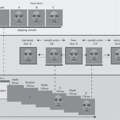 Illustration Of The Stimuli And Experimental Procedure A Faces Of