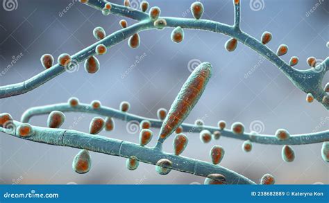 Fungus Trichophyton Rubrum 3d Illustration Stock Illustration Illustration Of Macroconidia