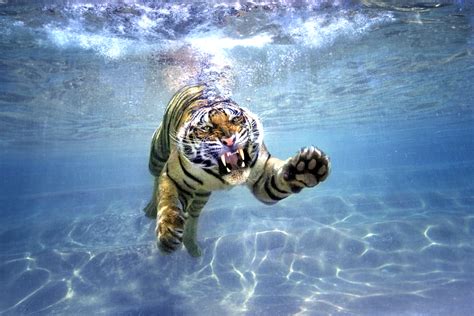 PsBattle: Tiger swimming underwater : r/photoshopbattles