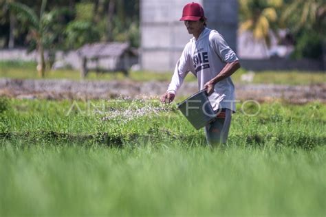 Kepastian Ketersediaan Dan Kelancaran Distribusi Pupuk Antara Foto