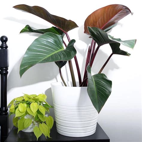 Philodendron Rojo Congo Care And Grow Tips Philodendron Plant