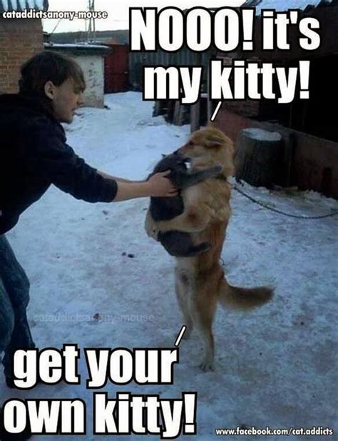 cat dog funny meme | Funny animals, Animal humor dog, Funny dog memes