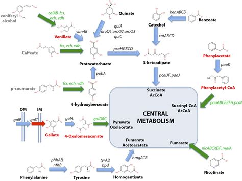 The Revisited Genome Of Pseudomonas Putida Kt2440 Enlightens Its Value