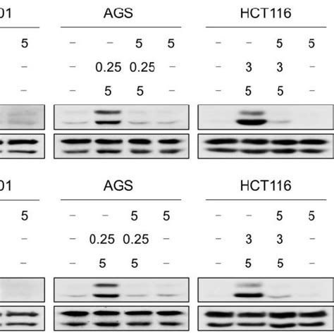 Nac Pretreatment Significantly Reversed The Combined Treatment Induced