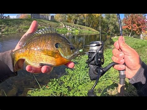 Jumbo Bluegill Catch Clean Cook Youtube