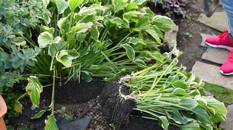 How To Divide And Propagate Hostas 🌱 Como Dividir Hostas En Tu Jardin