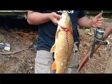 Dapat Ikan Besar Di Sungai Youtube