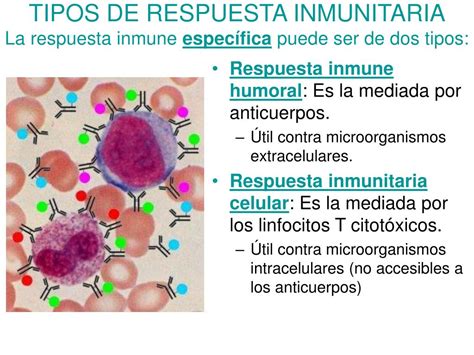 PPT 48 LA R ESPUESTA INMUNITARIA PowerPoint Presentation Free