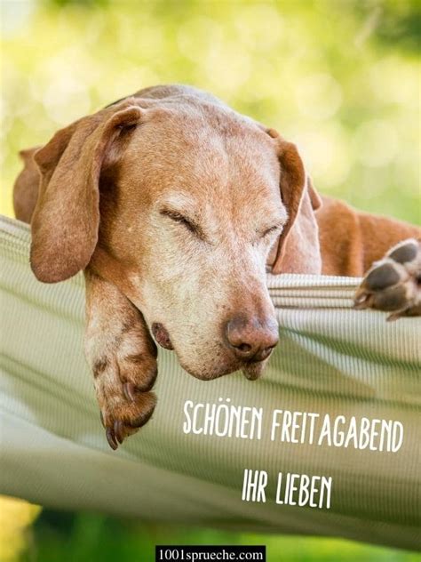 Lustige Hundebilder Mit Spr Chen Kostenlos Homepage Hund Hundebilder