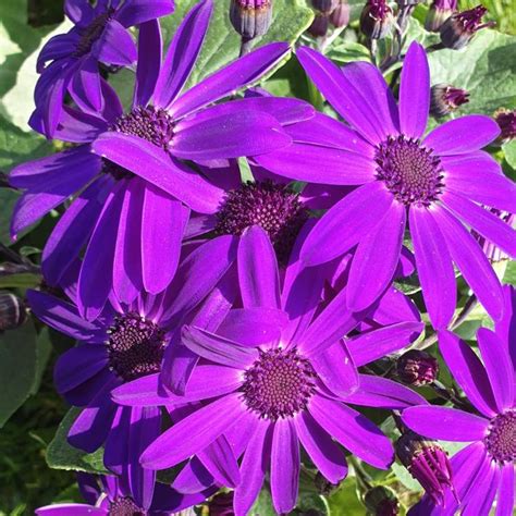 Pericallis X Hybrida Sunsenedibu Senetti Series Syn Pericallis