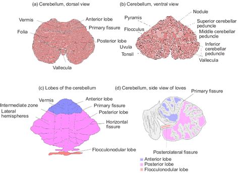 Flocculonodular Lobe Diagram