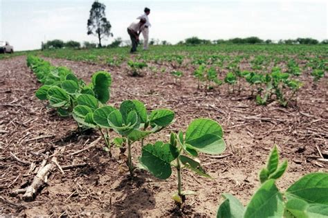 La Importación De Soja Alcanzó Su Nivel Más Alto De La Historia En Los últimos Cuatro Meses