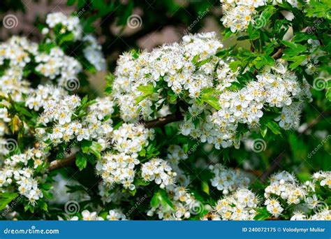 Hawthorn Blossoms White Hawthorn Flowers On The Bushes In Sunny