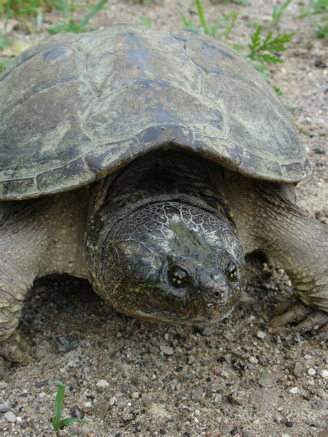 American Snapping Turtle All Turtles