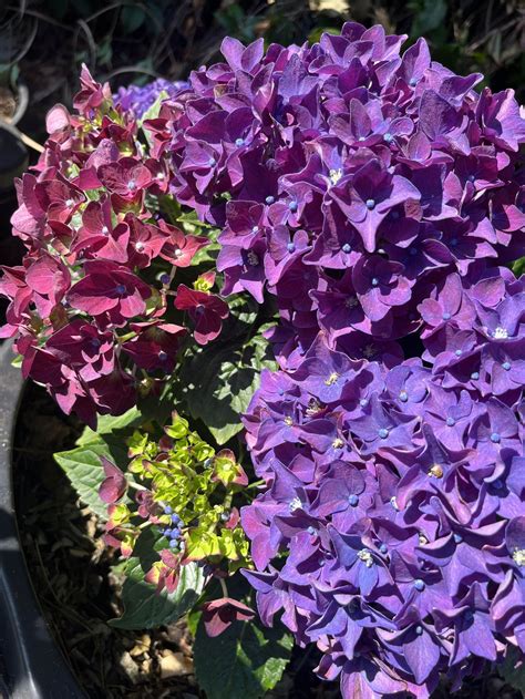 Hortensie Music Collection Deep Purple Dance Hydrangea Macrophylla