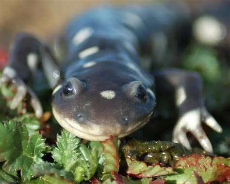 California tiger salamander - Facts, Diet, Habitat & Pictures on Animalia.bio