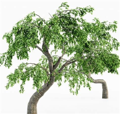 5 Cherry Tree 3d Models 3d Plants