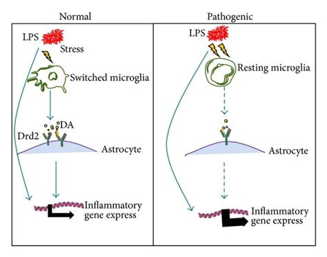 In Physiological And Pathological Conditions Microglia Transmit Signal Download Scientific