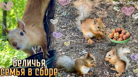 Это надо видеть😍Я в беличьем раю😇🐿️САМЫЕ КРАСИВЫЕ БЕЛКИ ИЗ ЛЕСА🌳 - YouTube