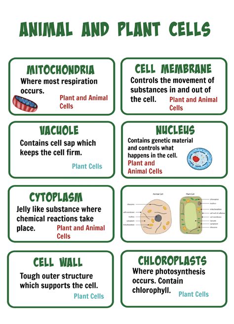 Captivating Cell Membrane Activities Teaching Expertise