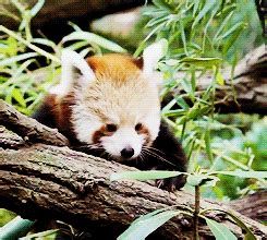 Red Panda GIFs - Find & Share on GIPHY