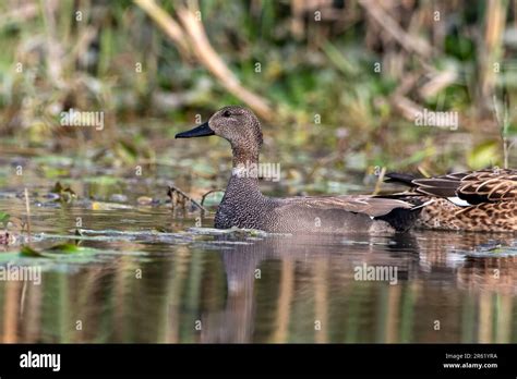 Dabbling Duck Hi Res Stock Photography And Images Alamy