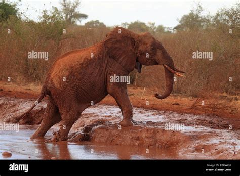 African Elephant Loxodonta Africana Taking A Mud Bath Kenya Tsavo