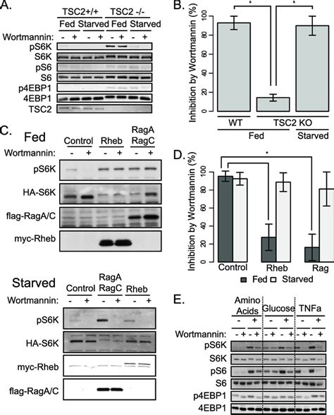 Wortmannin Inhibits Mtorc1 Activity Independent Of Akt A Tsc2