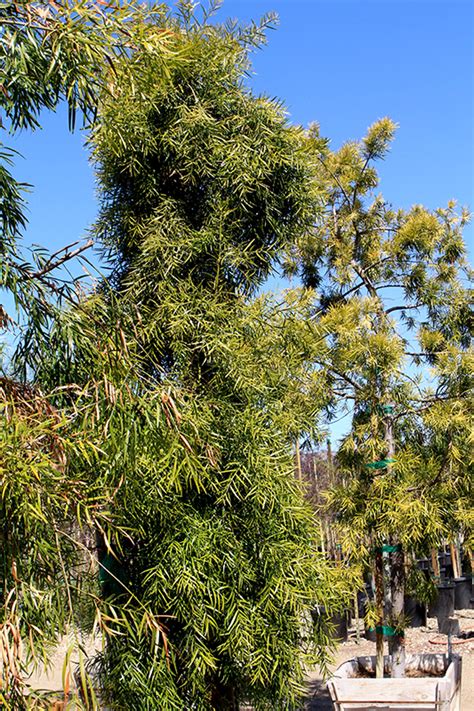 African Fern Pine Afrocarpus Gracilior In Lake Forest California Ca