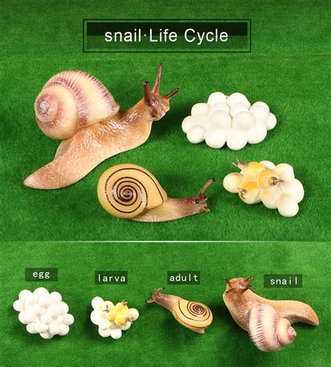 Life Cycle Of A Snail