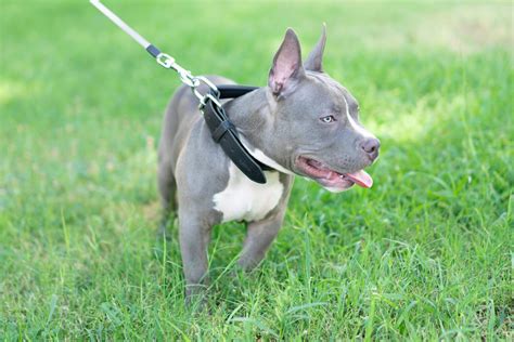 Blue American Bully: All The Breed Information You Need