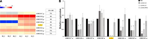 Frontiers A Putative Terpene Cyclase Gene CcPtc1 Is Required For