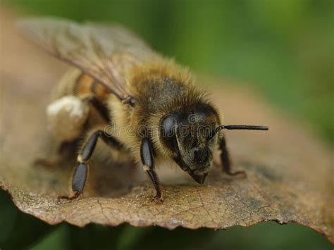 European Honey Bee Apis Mellifera Stock Image Image Of Wild Honeybee