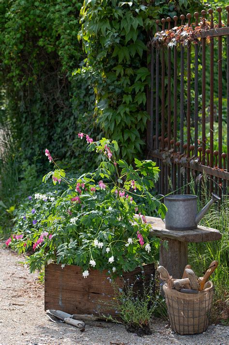 Tr Nendes Herz Dicentra Spectabilis In Bild Kaufen