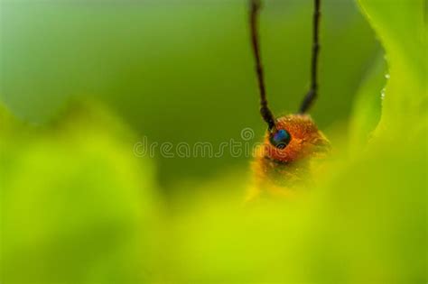 Beetle Hiding Behind A Leaf Stock Image Image Of Bright Flower 56945503