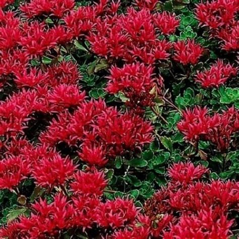 10 Drought Tolerant Plants For Dry Weather Hardiness Zone 101