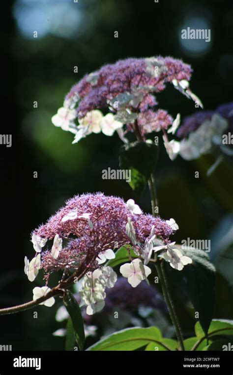 Hydrangea aspera hi-res stock photography and images - Alamy