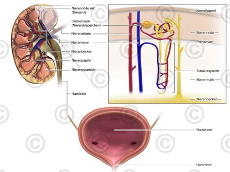 Illustration Urine Production MedicalGraphics