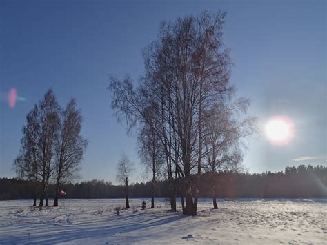 Free Images Landscape Tree Snow Winter Sun Sunlight Morning