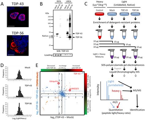 Characterization Of The Aggregate Proteome Of HEK 293 Cells