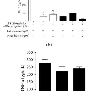 Effect Of Latrunculin And Nocodazole On The Production Of No By Raw