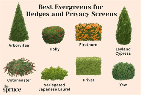 Types Of Evergreens For Landscaping Compare Discounts