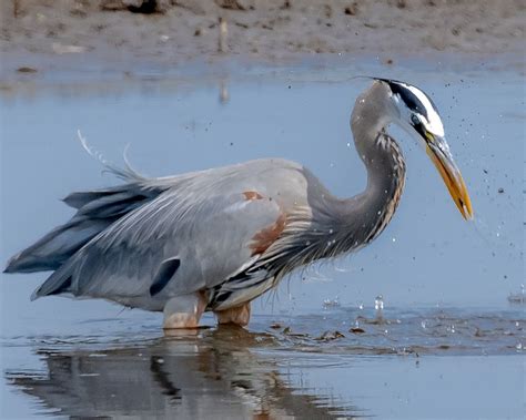 Great Blue Heron Bird Free Photo On Pixabay Pixabay