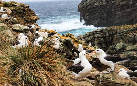 23 Day Falklands South Georgia Antarctic Peninsula Roundtrip Ushuaia